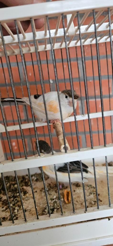 Poppen te koop, Dieren en Toebehoren, Vogels | Kanaries