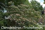 Clerodendrum Trichotomum, prachtige kleine boom., Enlèvement, Été, 250 à 400 cm