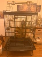 Papegaaienkooi 2 weken oud, Dieren en Toebehoren, Vogels | Parkieten en Papegaaien