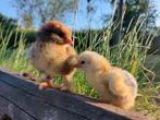 🐣 TOP kuikens Brahma, Wyandotte, kleurleggers 🐣, Dieren en Toebehoren, Pluimvee, Geslacht onbekend, Kip