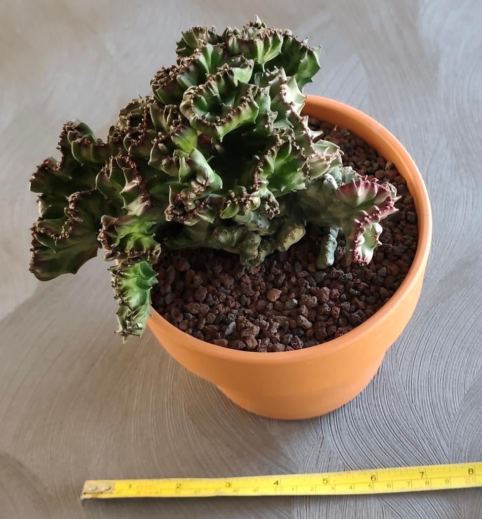 Euphorbia Lactea Variegata Cristata in terracota, Ophalen