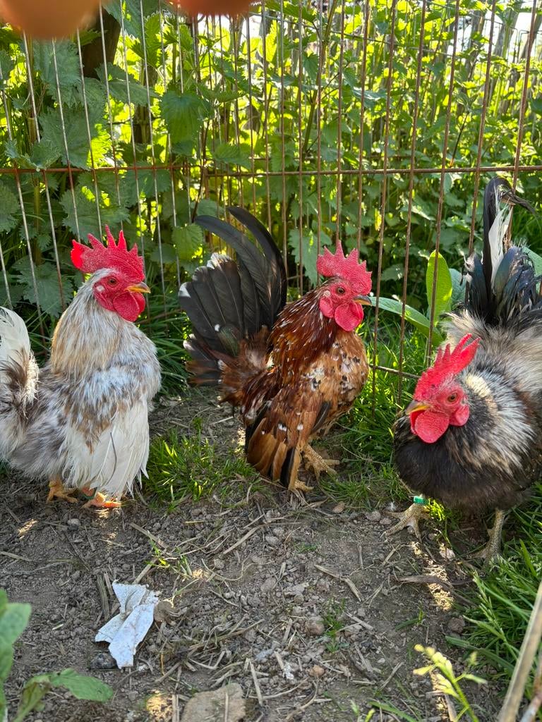 Coqs Serama, Mâle, Poule ou poulet