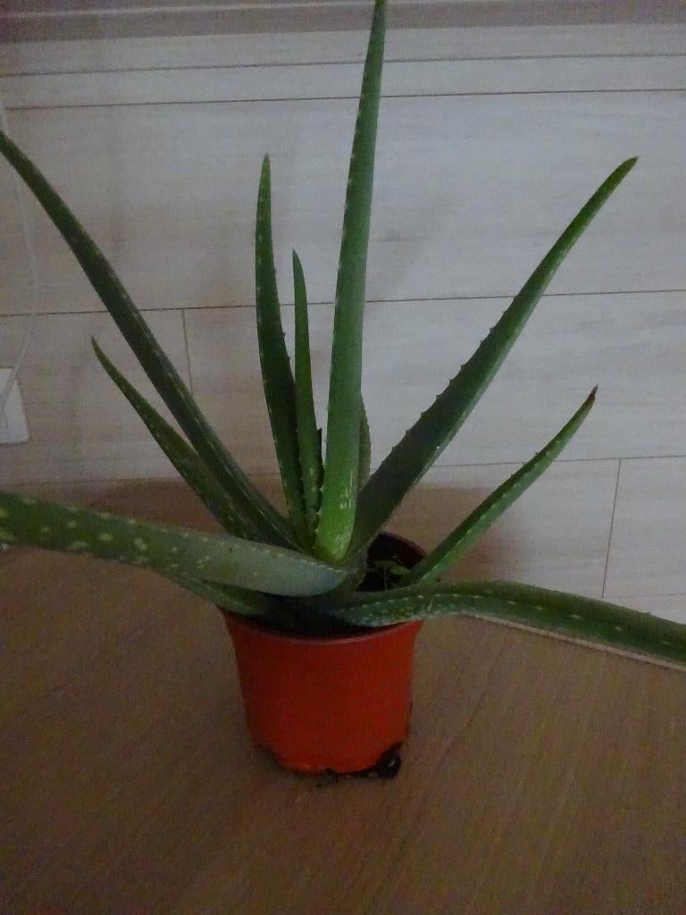 aloe vera plant, Jardin & Terrasse, Plantes | Jardin, Enlèvement, Plante fixe, Autres espèces, Mi-ombre