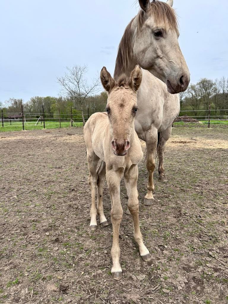 Merrieveulen quarter, Dieren en Toebehoren, Merrie, Minder dan 160 cm, Met stamboom, 0 tot 2 jaar