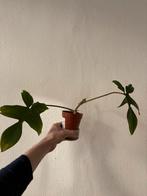 Philodendron florida beauty, Huis en Inrichting, Kamerplanten, Ophalen