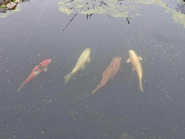 Koi 80-100 cm, Animaux & Accessoires, Poissons | Poissons d'étang, Carpe ou Koï