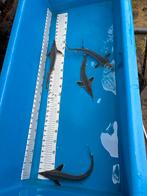 8 steuren 35 cm, Dieren en Toebehoren, Steur