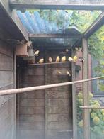 Kanaries mannen, Dieren en Toebehoren