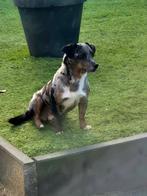 Lieve mooie dekreu Odin !!!Niet te koop!!!, Dieren en Toebehoren, België, Particulier, Jack Russell Terriër, Reu