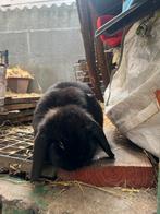 Nain Bélier Hollandais