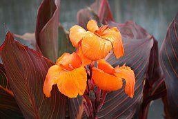 Canna Oranje (5 planten), Overige soorten, Volle zon, Eenjarig, Ophalen of Verzenden