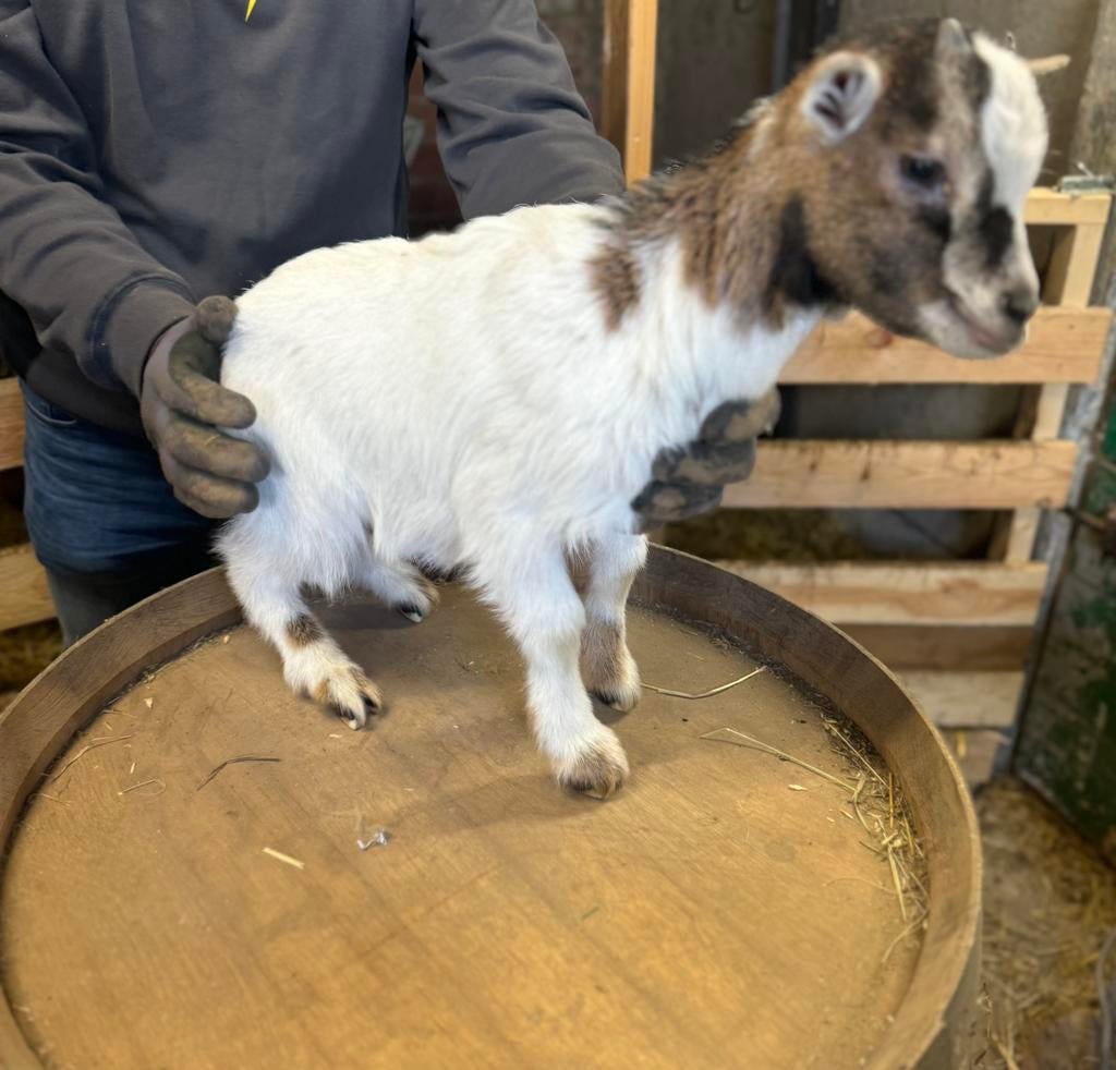 Geit Mieke lam (Gereserveerd), Dieren en Toebehoren, Schapen, Geiten en Varkens, Vrouwelijk, Geit, 0 tot 2 jaar