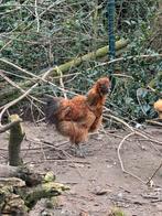 Haantje zijdehoender, Dieren en Toebehoren, Pluimvee, Mannelijk, Kip