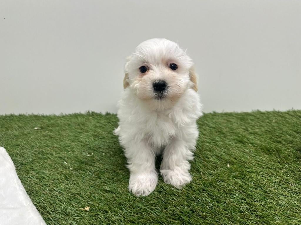 Portée de chiots Bichon Havanais