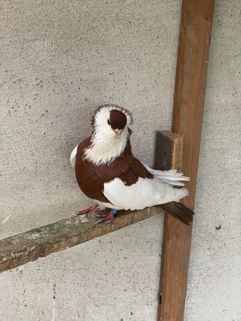 Koppel Duiven te koop