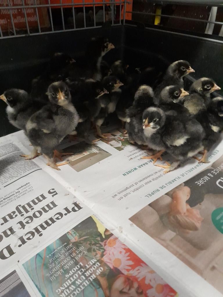 Mooie dagkuikens mechelse koekoek, Geslacht onbekend, Kip