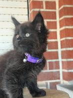Main Coon zwarte katertjes!, Kater, Gechipt, 0 tot 2 jaar