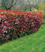 Haag Photinea Fraseri Red Robin Glansmispel 70-80 cm, Tuin en Terras, Ophalen, Overige soorten, Haag, Minder dan 100 cm