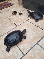 Waterschilpaad, Dieren en Toebehoren