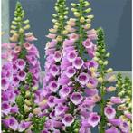 Digitalis purpurea Vingerhoedsnruid, Volle zon, Vaste plant, Zomer, Ophalen
