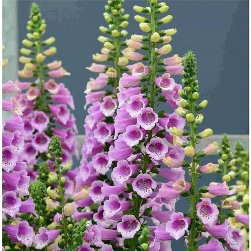 Digitalis purpurea Vingerhoedsnruid, Tuin en Terras, Planten | Tuinplanten, Vaste plant, Overige soorten, Volle zon, Zomer, Ophalen