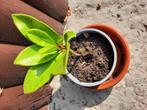 Stekje skimmia, Tuin en Terras, Planten | Tuinplanten, Ophalen, Vaste plant, Overige soorten, Halfschaduw