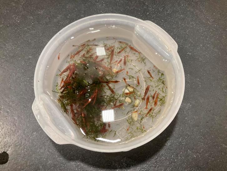 Crevettes red cherry, Animaux & Accessoires, Poissons | Aquariums & Accessoires, Comme neuf, Enlèvement