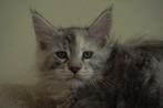 Prachtige grote maine coon kittens, Meerdere dieren, Gechipt, 0 tot 2 jaar