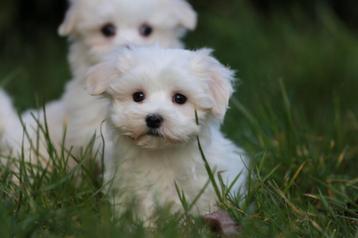 Maltezer pups, geboren 23 september, eigen kweek beschikbaar voor biedingen