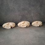 3 grote volwassen dassen schedels, Verzamelen, Dierenverzamelingen, Ophalen of Verzenden, Nieuw, Wild dier, Schedel