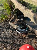 Koppel Eendjes, Animaux & Accessoires, Oiseaux | Oiseaux Autre