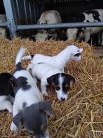 Jack Russel, Dieren en Toebehoren, België, Jack Russell Terriër, 8 tot 15 weken, CDV (hondenziekte)