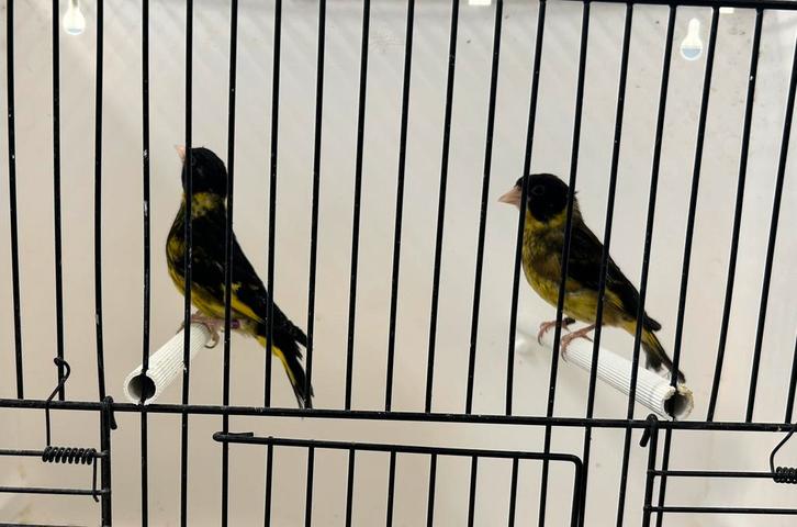 Vietnamese groenlingen, Dieren en Toebehoren, Vogels | Overige Vogels, Tropenvogel, Meerdere dieren, Geringd