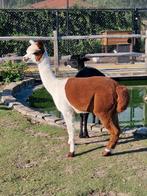 Alpaca bonte dekhengst te huur, Dieren en Toebehoren, Pony's