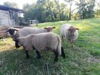 Schapen lammeren, Dieren en Toebehoren, Meerdere dieren, Schaap, 0 tot 2 jaar