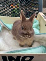 Jonge konijntjes, Animaux & Accessoires, Lapins