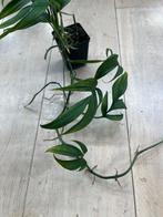 Monstera Subpinnata XL, Huis en Inrichting, Kamerplanten, Ophalen