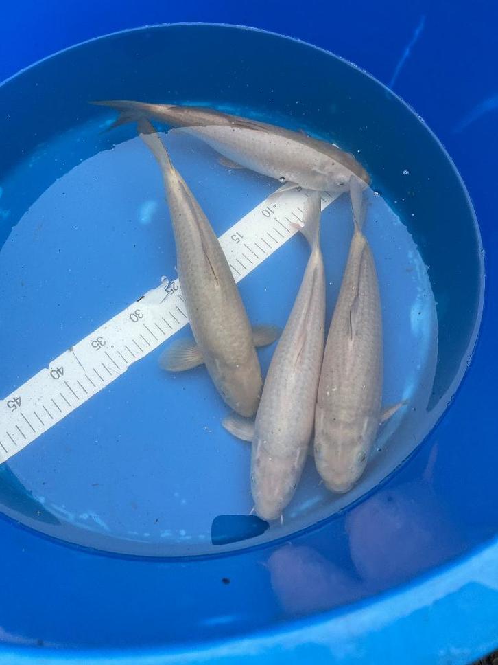 Chagoi 33-38cm, Dieren en Toebehoren, Vissen | Vijvervissen, Karper of Koi