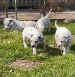 Dalmatiër pups, Dieren en Toebehoren, Honden | Beagles, Bassets en Lopende honden, CDV (hondenziekte), Meerdere, 8 tot 15 weken