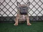 Franse bulldog, Dieren en Toebehoren, Honden | Bulldogs, Pinschers en Molossers, België, Fokker | Hobbymatig, CDV (hondenziekte)