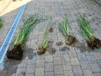 Lot 3 - plantes aquatiques étang, marre, zone humide, Ophalen, Zomer, Vaste plant, Vijverplanten