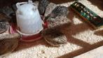 kwartel hanen, Dieren en Toebehoren, Pluimvee, Meerdere dieren, Overige soorten