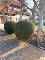Taxus Baccata bollen, Tuin en Terras, Ophalen, Taxus