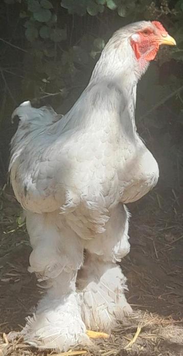 Qualité Brahma TT, Poule ou poulet