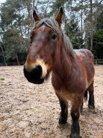 Super lief trekpaard, Dieren en Toebehoren, Paarden, Ruin