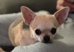 Chihuahua teefje met FCI stamboom, Dieren en Toebehoren, Honden | Chihuahua's en Gezelschapshonden, België, Fokker | Hobbymatig