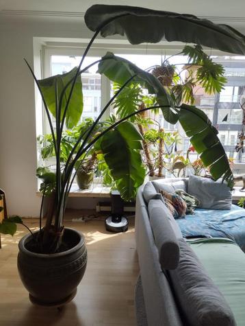 Strelitzia Nicolai beschikbaar voor biedingen