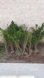 Ligusterhaag planten, Jardin & Terrasse, Plantes | Arbustes & Haies, 100 à 250 cm, Troène, Enlèvement ou Envoi, Haie