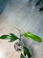 Philodendron Panduriforme, Ophalen of Verzenden