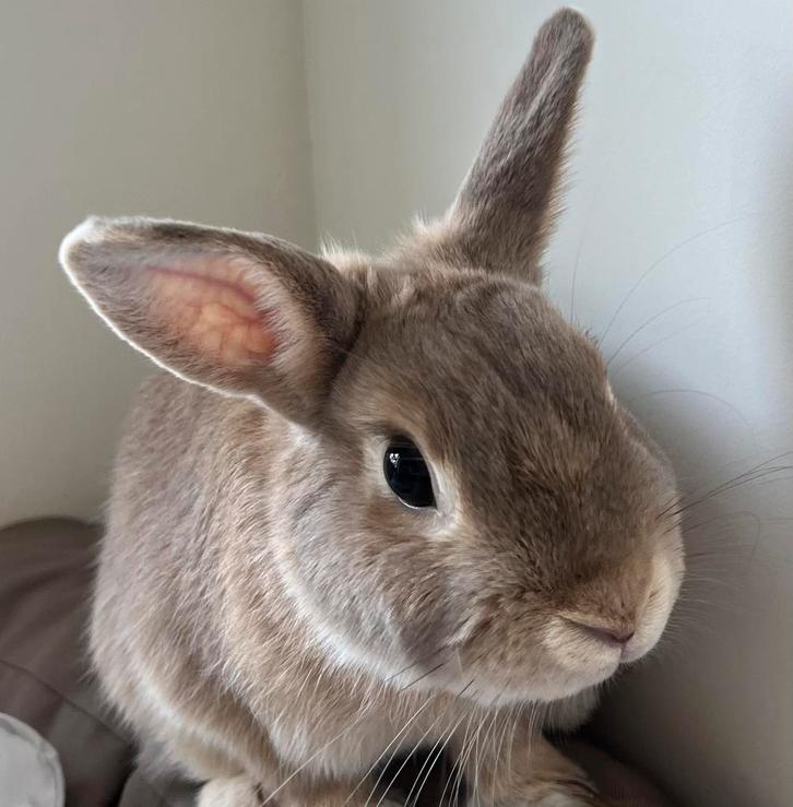 Dwergkonijn Joey Jr., Dieren en Toebehoren, Konijnen, Dwerg, Mannelijk, 3 tot 5 jaar